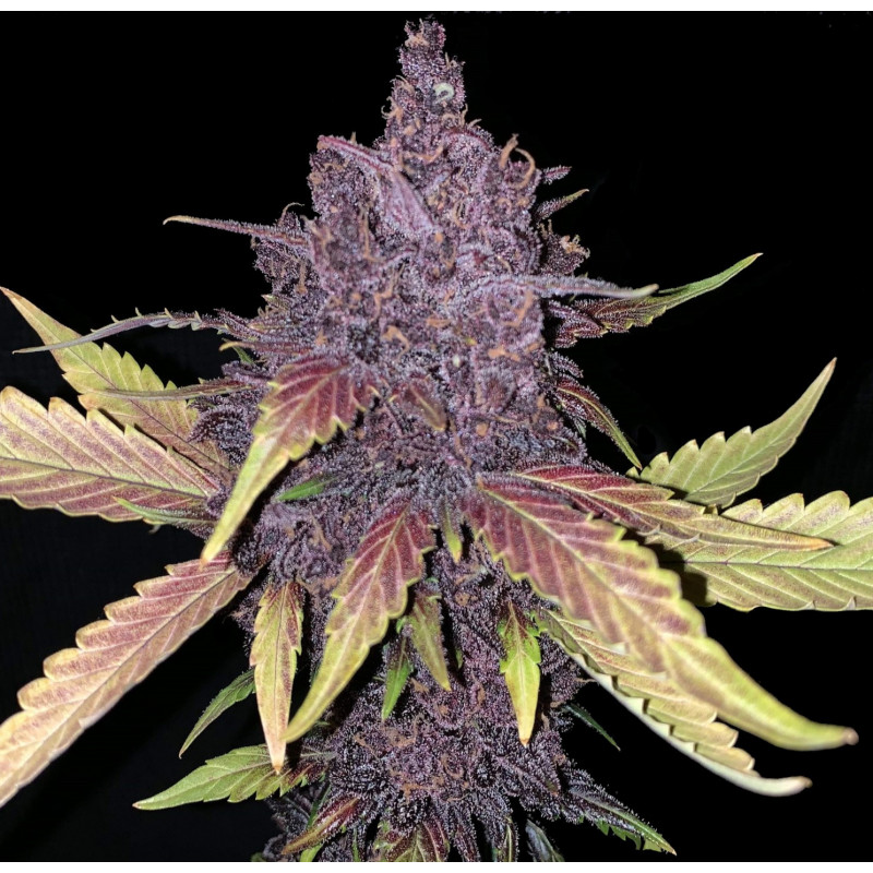 auto-blackberry-cannabis-seeds-feminized