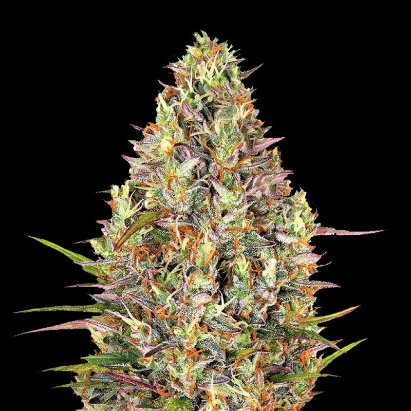 auto-glue-gelato-cannabis-seeds-feminized