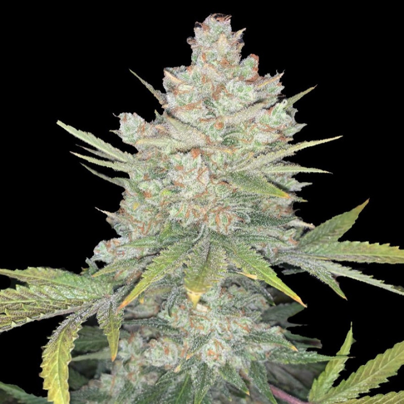 auto-og-kush-cannabis-seeds-feminized