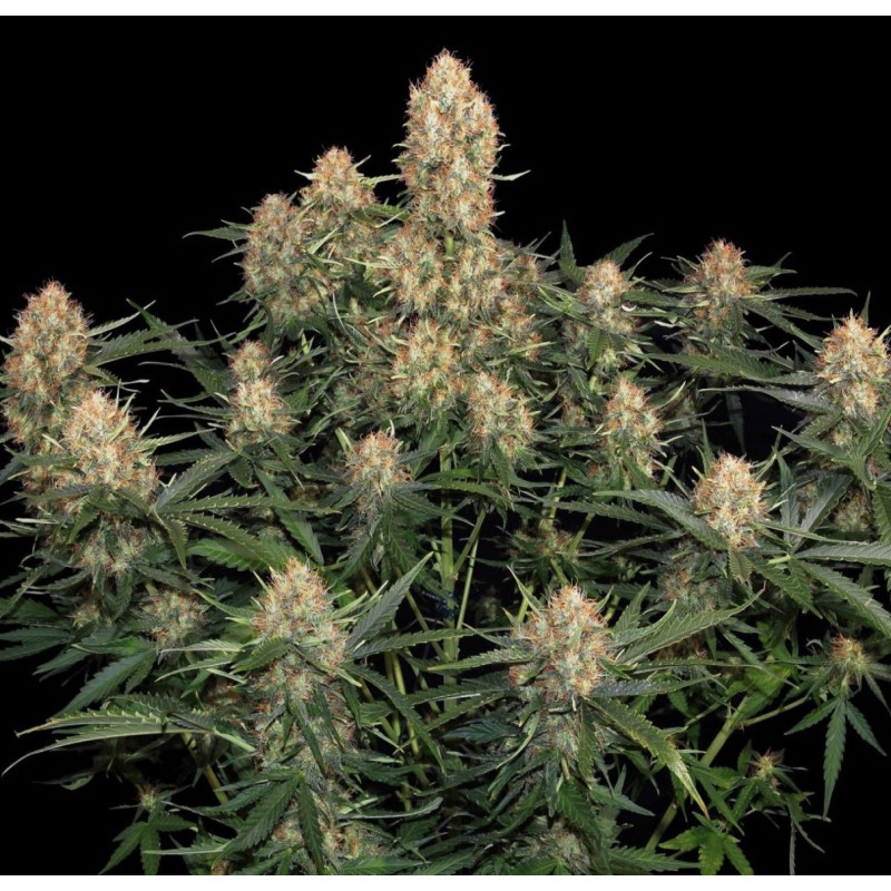 auto-skunk-no1-cannabis-seeds-feminized